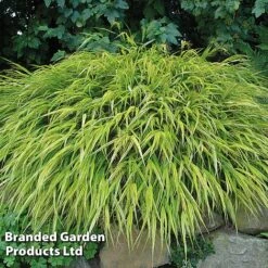 Summer Grass Trio -NAOMI Plant Shop HAKO MACAUALBA S43308