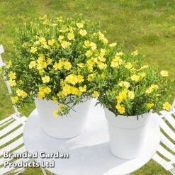 Halimium 'April Sun' -NAOMI Plant Shop HALI APRILSUN S17149