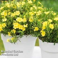 Halimium 'April Sun' -NAOMI Plant Shop HALI APRILSUN S17150