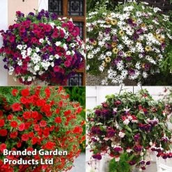 New Products 11 Hanging Basket Mixed Collection