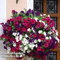Hanging Basket Mixed Collection -NAOMI Plant Shop HANG KC9913 B