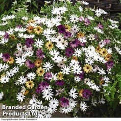 Hanging Basket Mixed Collection -NAOMI Plant Shop HANG KC9913 C