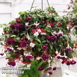 Hanging Basket Mixed Collection -NAOMI Plant Shop HANG KC9913 D