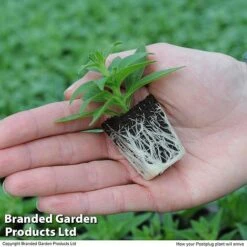 New Products -NAOMI Plant Shop HANG KC9913 G