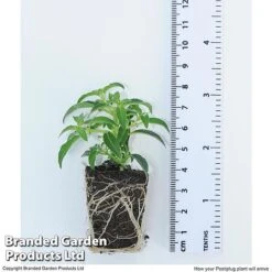 Hanging Basket Mixed Collection -NAOMI Plant Shop HANG KC9913 H