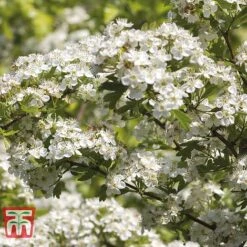 Hawthorn (Hedging) -NAOMI Plant Shop HAWT T70270 C