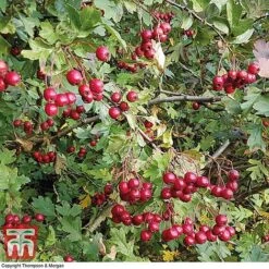 Hawthorn (Hedging) -NAOMI Plant Shop HAWT T70270 D