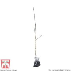 Hawthorn (Hedging) -NAOMI Plant Shop HAWT T70270 E