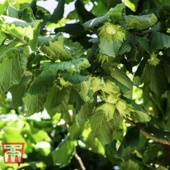 Corylus Avellana (Hedging) -NAOMI Plant Shop HAZE KB3244 A