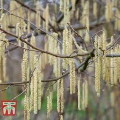 Corylus Avellana (Hedging) -NAOMI Plant Shop HAZE KB3244 E
