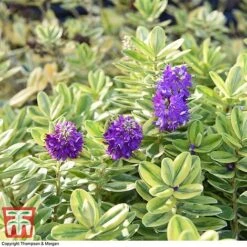 Hebe 'Silver Queen' -NAOMI Plant Shop HEBE 8028 A1