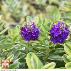 Hebe 'Silver Queen' -NAOMI Plant Shop HEBE 8028 A2