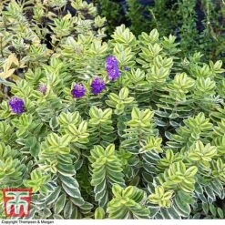 Hebe 'Silver Queen' -NAOMI Plant Shop HEBE 8028 A3