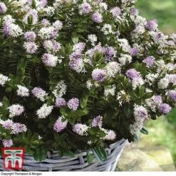 Hebe 'High Voltage' -NAOMI Plant Shop HEBE T71349 C