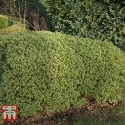 Hebe Pinguifolia 'Pagei' -NAOMI Plant Shop HEBE T80291 B