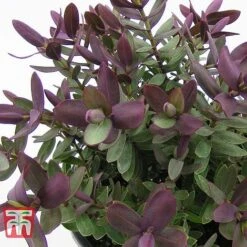 Hebe 'Super Red' -NAOMI Plant Shop HEBE TKA0891 B