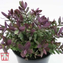 Hebe 'Super Red' -NAOMI Plant Shop HEBE TKA0891 C