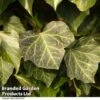 Hedera Helix 'Woerner'