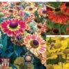 Helenium Collection