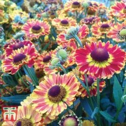 Helenium Collection -NAOMI Plant Shop HELE TKA1032 C