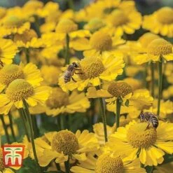 Helenium Collection -NAOMI Plant Shop HELE TKA1032 D