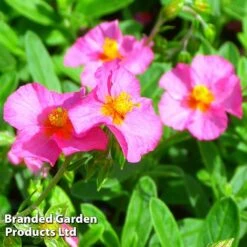 Helianthemum Ben Hope -NAOMI Plant Shop HELI 64196 C