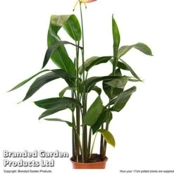 Heliconia Psittacorum 'Hawaii' -NAOMI Plant Shop HELI HAWAI17CM T48007