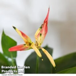 Heliconia Psittacorum 'Hawaii' -NAOMI Plant Shop HELI HAWAII T48009