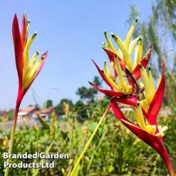 Heliconia Psittacorum 'Hawaii' -NAOMI Plant Shop HELI HAWAII W45411