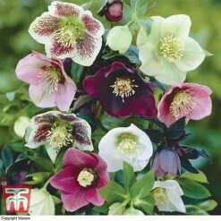 Hellebore X Hybridus 'Mixed' -NAOMI Plant Shop HELL 10530 A