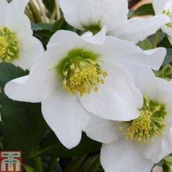 Hellebore Niger Bare Root Plants -NAOMI Plant Shop HELL T14192 A