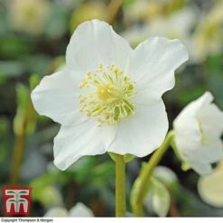 Hellebore Niger Bare Root Plants -NAOMI Plant Shop HELL T14192 A2