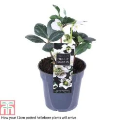 Hellebore 'Christmas Carol' -NAOMI Plant Shop HELL T77239 B