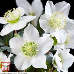 Hellebore 'Christmas Carol' -NAOMI Plant Shop HELL T77239 C