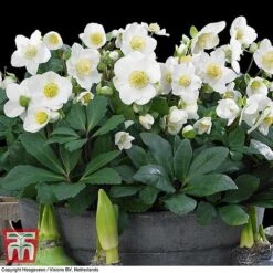 Hellebore 'Christmas Carol' -NAOMI Plant Shop HELL T77239 D