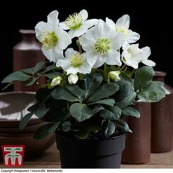 Hellebore 'Christmas Carol' -NAOMI Plant Shop HELL T77239 E