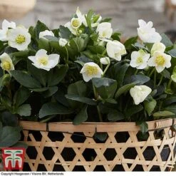 Hellebore 'Christmas Carol' -NAOMI Plant Shop HELL T77239 F