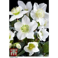 Hellebore 'Christmas Carol' - Gift -NAOMI Plant Shop HELL WGKB7088 B