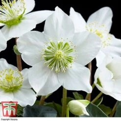 Hellebore 'Christmas Carol' - Gift -NAOMI Plant Shop HELL WGKB7088 E