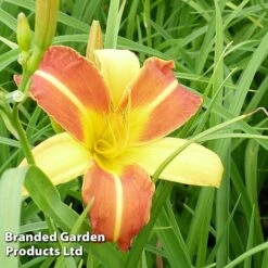Hemerocallis 'Frans Hals' -NAOMI Plant Shop HEME FRANSHALS S45012