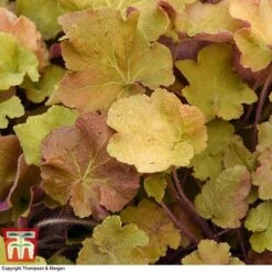 Heuchera 'Caramel' -NAOMI Plant Shop HEUC T28597 A1