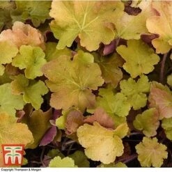 Heuchera 'Caramel' -NAOMI Plant Shop HEUC T28598 A1