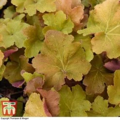 Heuchera 'Caramel' -NAOMI Plant Shop HEUC T28599 A1