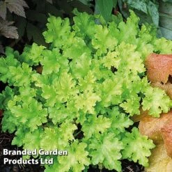 Heuchera 'Lime Marmalade' -NAOMI Plant Shop HEUC LIMEMARMA S40252