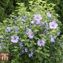 Hibiscus Syriacus 'Oiseau Bleu' -NAOMI Plant Shop HIBI T58192 C