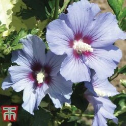 Hibiscus Syriacus 'Oiseau Bleu' -NAOMI Plant Shop HIBI T58192 D