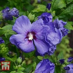 Hibiscus Syriacus 'Oiseau Bleu' -NAOMI Plant Shop HIBI T58192 E
