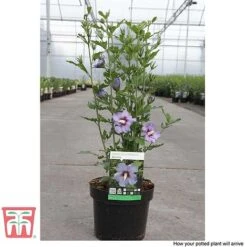 Hibiscus Syriacus 'Oiseau Bleu' -NAOMI Plant Shop HIBI T58192 F