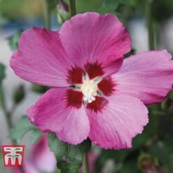 Hibiscus Syriacus 'Woodbridge' -NAOMI Plant Shop HIBI T67967 A