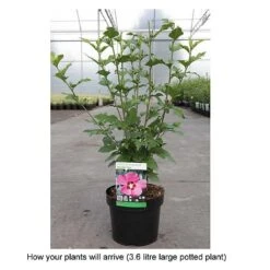 Hibiscus Syriacus 'Woodbridge' -NAOMI Plant Shop HIBI T67967 B h